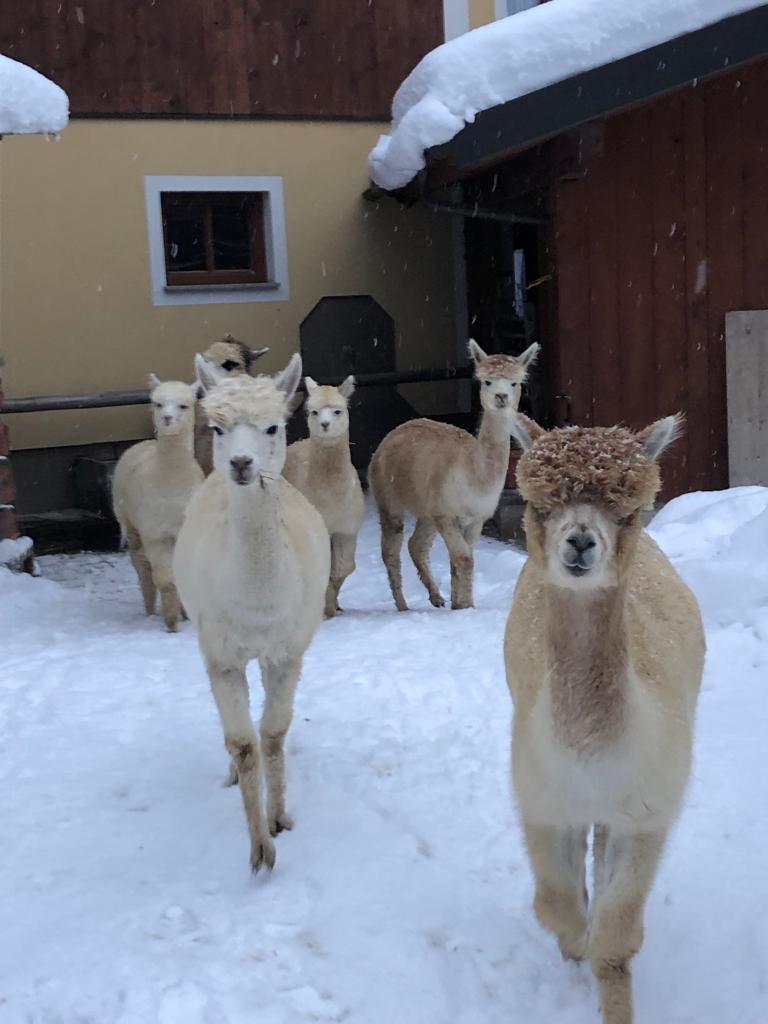 Streichelzoo mit Alpakas